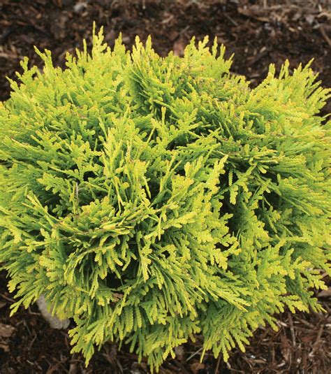 Enhance Your Privacy with Anna's Magic Ball Arborvitae as a Natural Screen